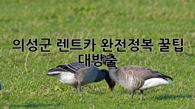 의성군 렌트카 완전정복! 꿀팁 대방출 🚗💨